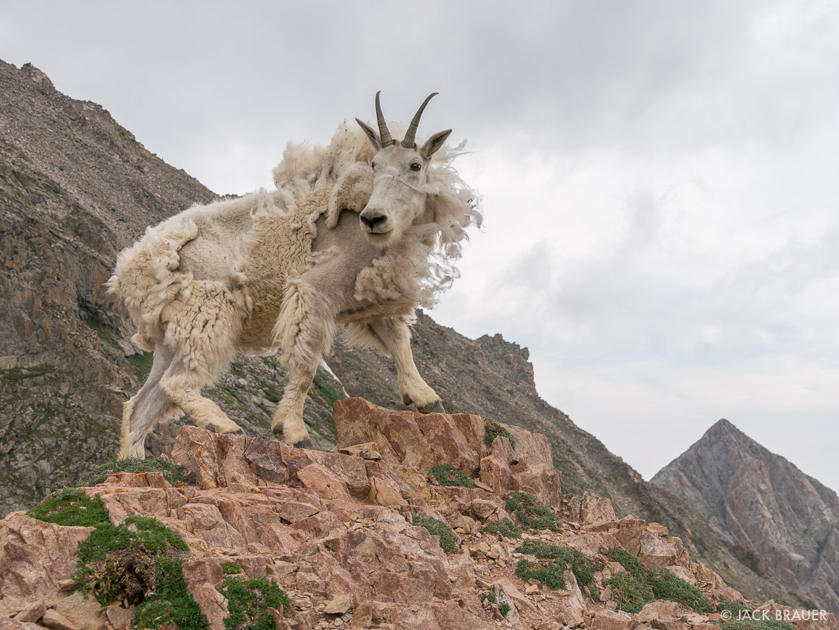 Shaggy Mountain Goat Mountain Photographer a journal by Jack Brauer